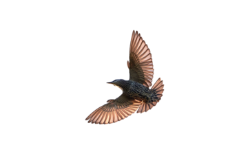 Common starling bird in flight isolated (Sturnus vulgaris)