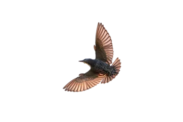 Zelfklevend Fotobehang Common starling bird in flight isolated (Sturnus vulgaris) © Adrian 