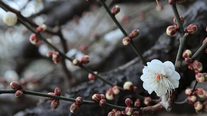 早咲きの梅の花