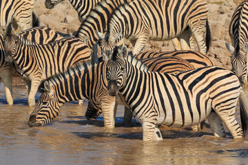 Fototapeta na wymiar Zebras in natural habitat in Etosha National Park in Namibia.