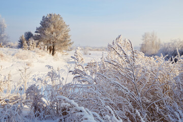 Beautiful winter landscape. Snow on trees and bushes, snowdrifts. 