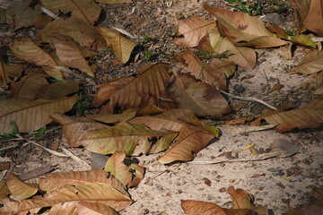 Dry leaves are placed in fertile soil suitable for cultivation. Dry leaves represent loneliness,...