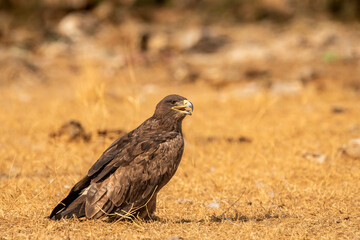Steppe eagle or Aquila nipalensis with wingspan in golden hour light during winter migration at desert national park jaisalmer rajasthan india asia