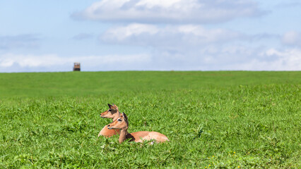 Wildlife Nyala Antelope buck animals on summer grass hill plateau resting wilderness reserve.