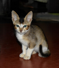 A small Indian kitten playing