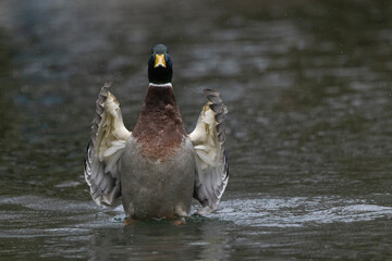 Stockente (Anas platyrhynchos)