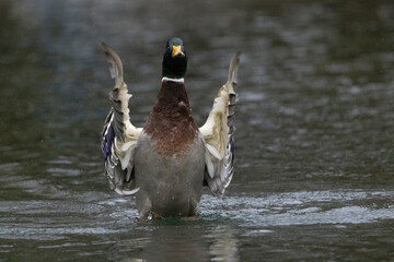 Stockente (Anas platyrhynchos)