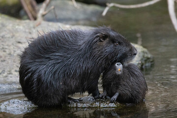 Nutria (Myocastor coypus)