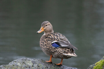 Stockente (Anas platyrhynchos)