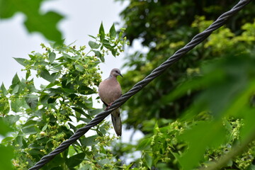 Spotted Dhupi Bird sitting on a wire