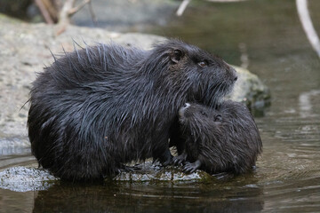 Nutria (Myocastor coypus)