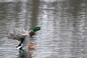 Stockente (Anas platyrhynchos)