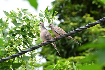 Spotted Dhupi Bird sitting on a wire
