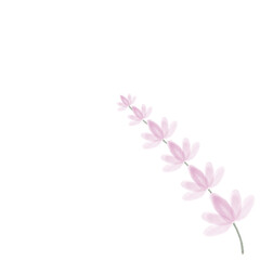 Obraz na płótnie Canvas pink flower pattern 