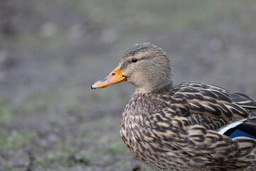 Stockente (Anas platyrhynchos)