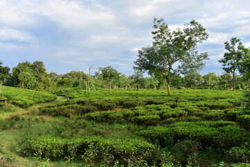 Fototapeta na wymiar A tea garden in India
