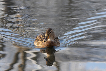 Stockente (Anas platyrhynchos)