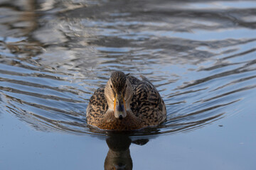 Stockente (Anas platyrhynchos)