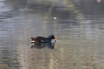 Teichhuhn (Gallinula chloropus) frißt Stichling