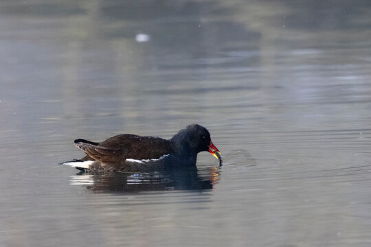 Teichhuhn (Gallinula chloropus) fri&szlig;t Stichling