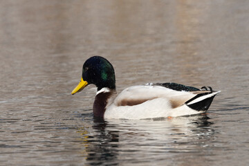 Stockente (Anas platyrhynchos)