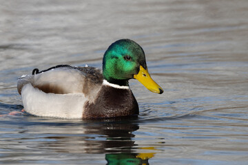 Stockente (Anas platyrhynchos)