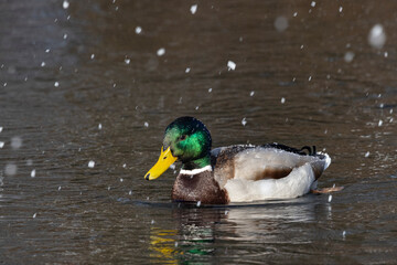 Stockente (Anas platyrhynchos)