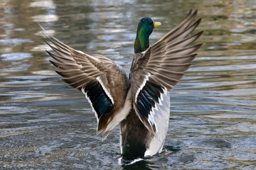 Stockente (Anas platyrhynchos)