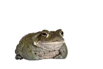 Gordijnen Bufo Alvarius aka Colorado River Toad, sitting facing front. Looking ahead with golden eyes. Isolated cutout on transparent background. © Nynke