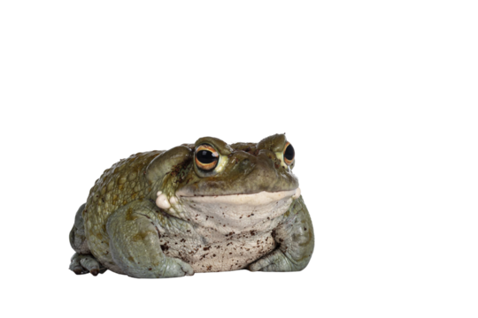 Bufo Alvarius aka Colorado River Toad, sitting facing front. Looking ahead with golden eyes. Isolated cutout on transparent background.
