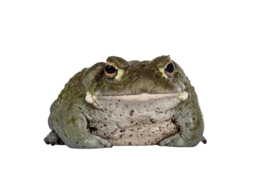 Deurstickers Bufo Alvarius aka Colorado River Toad, sitting facing front. Looking to camera with golden eyes. Isolated cutout on transparent background. © Nynke