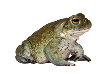 Bufo Alvarius aka Colorado River Toad, sitting side ways. Looking ahead with golden eyes. Isolated cutout on transparent background.