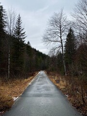 Fototapeta premium Weg im Wald 