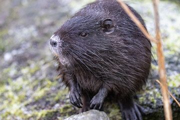 Nutria (Myocastor coypus)