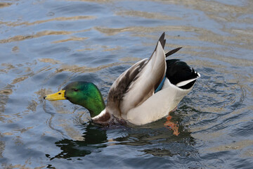 Stockente (Anas platyrhynchos)