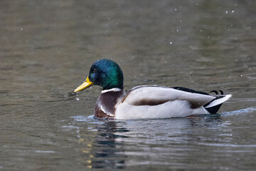 Stockente (Anas platyrhynchos)