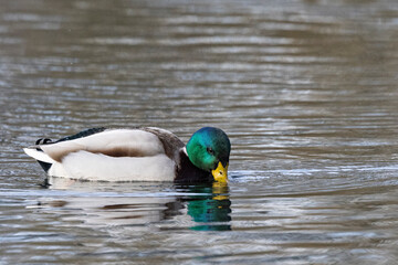 Stockente (Anas platyrhynchos)