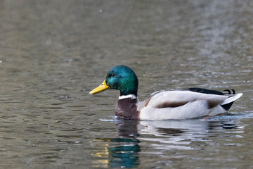Stockente (Anas platyrhynchos)