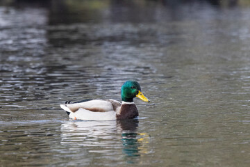 Stockente (Anas platyrhynchos)