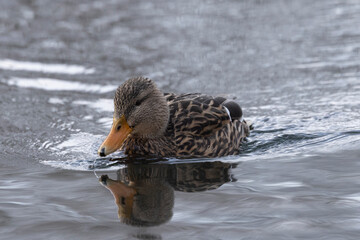 Stockente (Anas platyrhynchos)