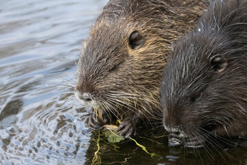 Nutria (Myocastor coypus)
