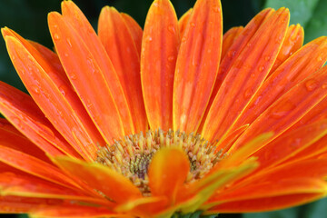 orange flower petals with water drop close up. Macro photography of gerbera flower petals with dew.