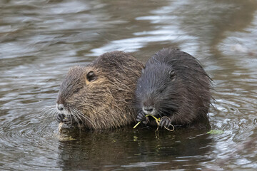 Nutria (Myocastor coypus)
