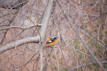 日本、神奈川県、冬、木で休むジョウビタキ、オス