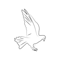 Obraz premium Dove illustration in line style. Pigeon line drawing isolated on white background, symbol of peace. vector illustration
