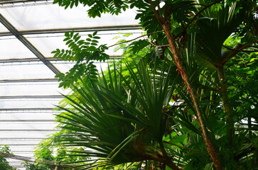 Many different plants and palm tree in greenhouse