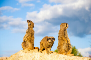 Meerkats stand on a stone in the sun