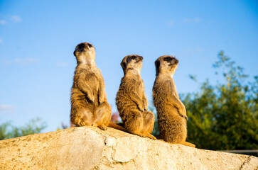 Meerkats stand on a stone in the sun