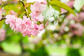 Branches blossoming cherry on spring on nature outdoors. Pink sakura flowers, amazing colorful dreamy romantic artistic image spring nature.