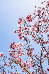 blooming pink magnolia against the blue sky on a warm April day. beginning of spring